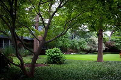 Tree Service Tree Service