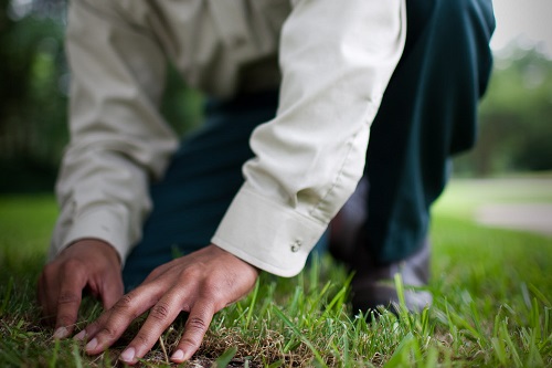 does my lawn have some sort of lawn fungus?