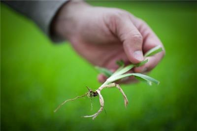 Lawn Diseases Lawn Diseases