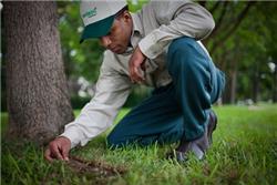 Affordable Tree Service