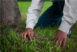 Lawn Fertilization