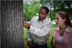 Tree Services