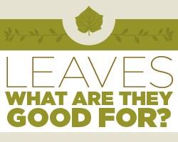 leaves