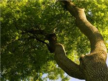tree service